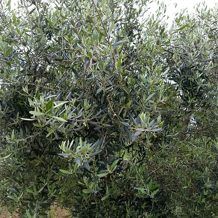 Dimora Mimmi Gallipoli Lecce Salento Puglia Feriehus Marina di Mancaversa
